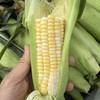 包邮！超好吃！云南高甜超嫩水果玉米【8根】生吃口感绝了，超甜，果肉细腻完全无渣，选品团队一致强烈推荐！ 商品缩略图0