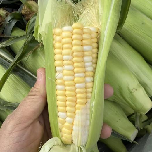 包邮！超好吃！云南高甜超嫩水果玉米【8根】生吃口感绝了，超甜，果肉细腻完全无渣，选品团队一致强烈推荐！ 商品图0