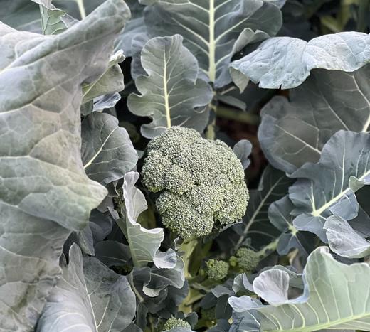 西兰苔（500g）|脆嫩清甜 商品图1