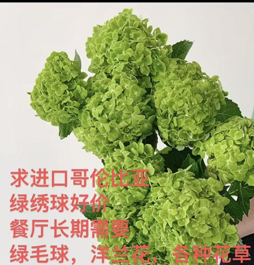 【清爽色系】哥伦比亚-绿绣球 单枝 （活动价） 商品图6