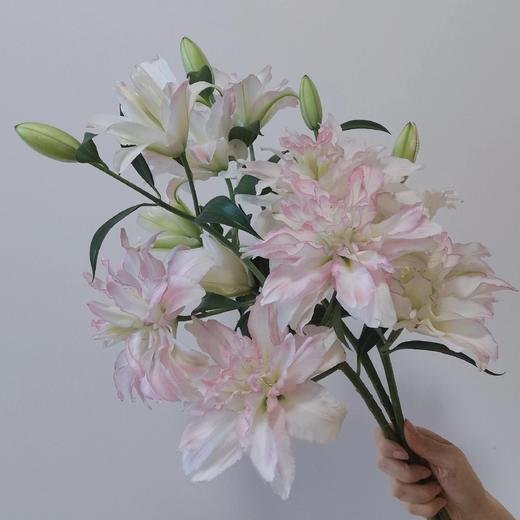 【珠光粉重瓣百合】多头2支约7-9朵/份   天气原因上色会深浅不一哦！ 商品图0