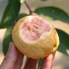 胭脂红芭乐 商品缩略图2