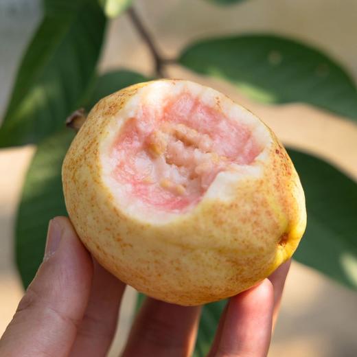 胭脂红芭乐 商品图2