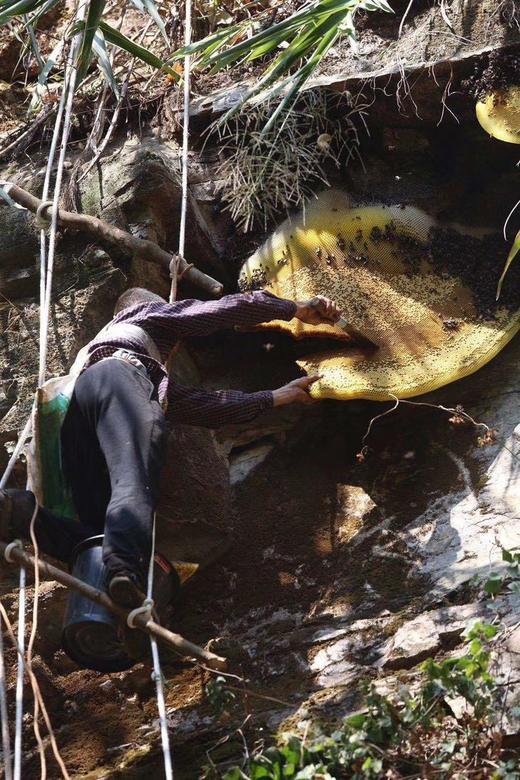 （12500积分+39.9元兑换）【高原崖蜜/药蜜】周六（12.27）中午12点开始 真正高原野生崖蜜，纯正高原崖蜜500g 商品图7