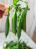 老甜豆豌豆，它来自大理浪漫的宾川，却陷入厨房的温热和爱，珠翠圆润的脆甜豌豆，绿油油的，治愈系春菜，脆甜或绵甜，随你烹饪，颠覆味蕾，大人孩子都爱！2斤/份 商品缩略图3