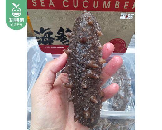 （9年+）辽宁甄选鲜食海参王/1盒（95-105g*5只）生产日期 26年5月 商品图1