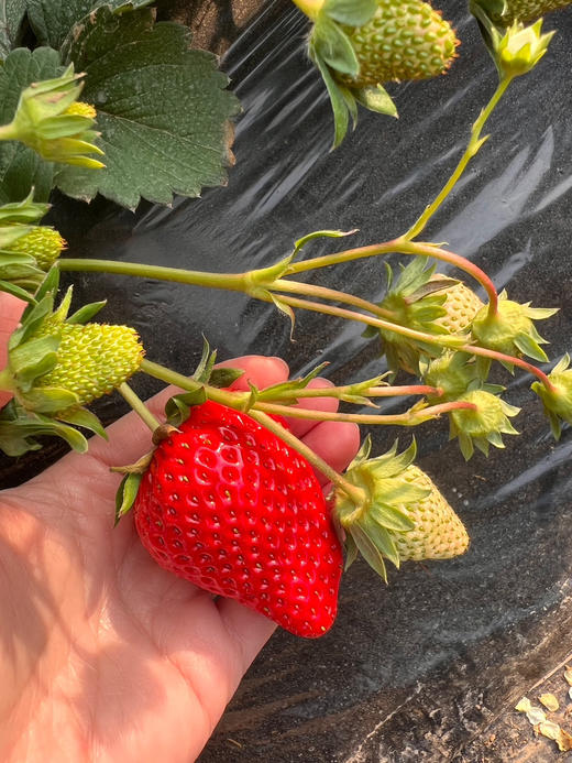 房山基地0农残草莓，蜜蜂授粉，全程无药，不用洗就能吃，刚开棚，头茬，500克/盒 商品图0
