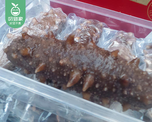（9年+）辽宁甄选鲜食海参王/1盒（95-105g*5只）生产日期 26年5月 商品图4