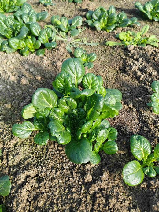 乌塌菜（有苔） 商品图0