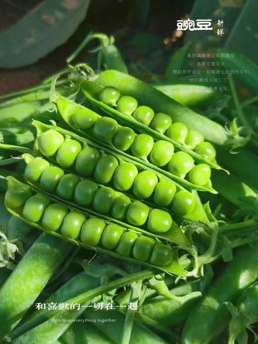 老甜豆豌豆，它来自大理浪漫的宾川，却陷入厨房的温热和爱，珠翠圆润的脆甜豌豆，绿油油的，治愈系春菜，脆甜或绵甜，随你烹饪，颠覆味蕾，大人孩子都爱！2斤/份 商品图0