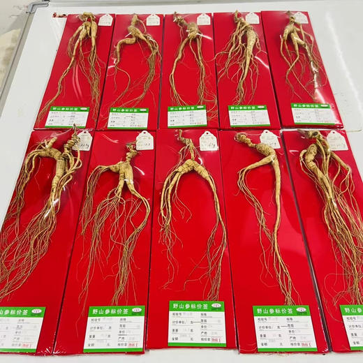 ＃山参*年年好评＃国药老字号，杭检野山参，正宗正品标价牌齐全，一支一价，对号购买 商品图11