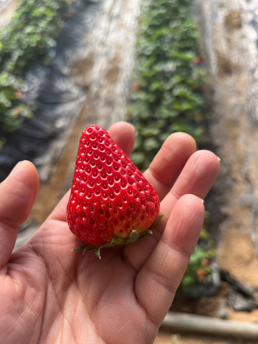 房山基地0农残草莓，蜜蜂授粉，全程无药，不用洗就能吃，刚开棚，头茬，500克/盒 商品图2