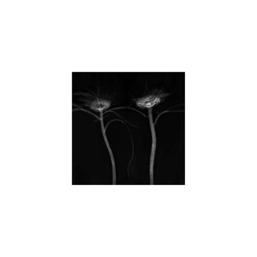 章国华丨X射线下的美丽植物 商品图9