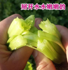 【YC】河南新鲜芹菜现挖带叶 商品缩略图1