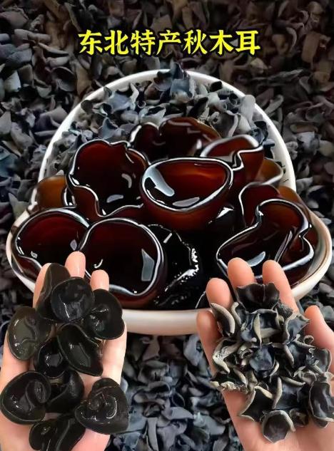 【大鹏】东北长白山椴木秋木耳 无根无沙 1袋 500g 商品图1