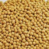 【ZCWJ】黄豆 农家当季新黄豆 商品缩略图1