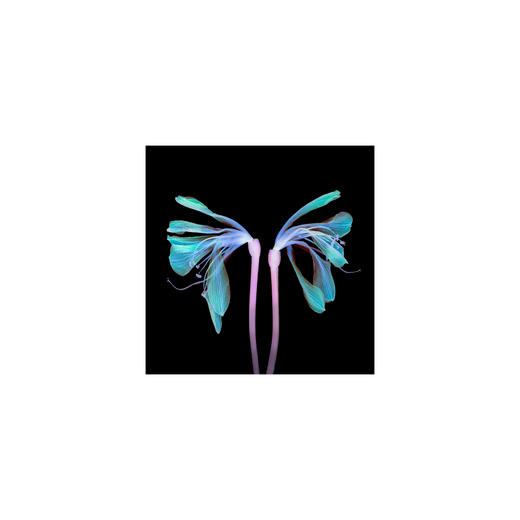 章国华丨X射线下的美丽植物 商品图2