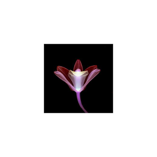 章国华丨X射线下的美丽植物 商品图4