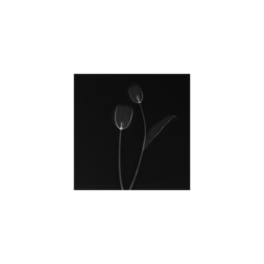 章国华丨X射线下的美丽植物 商品图6