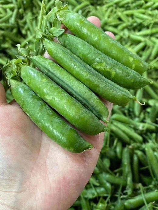 老甜豆豌豆，它来自大理浪漫的宾川，却陷入厨房的温热和爱，珠翠圆润的脆甜豌豆，绿油油的，治愈系春菜，脆甜或绵甜，随你烹饪，颠覆味蕾，大人孩子都爱！2斤/份 商品图2