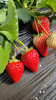 房山基地0农残草莓，蜜蜂授粉，全程无药，不用洗就能吃，刚开棚，头茬，500克/盒 商品缩略图1
