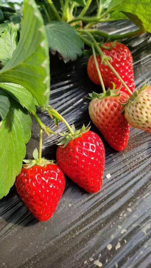 房山基地0农残草莓，蜜蜂授粉，全程无药，不用洗就能吃，刚开棚，头茬，500克/盒 商品图1