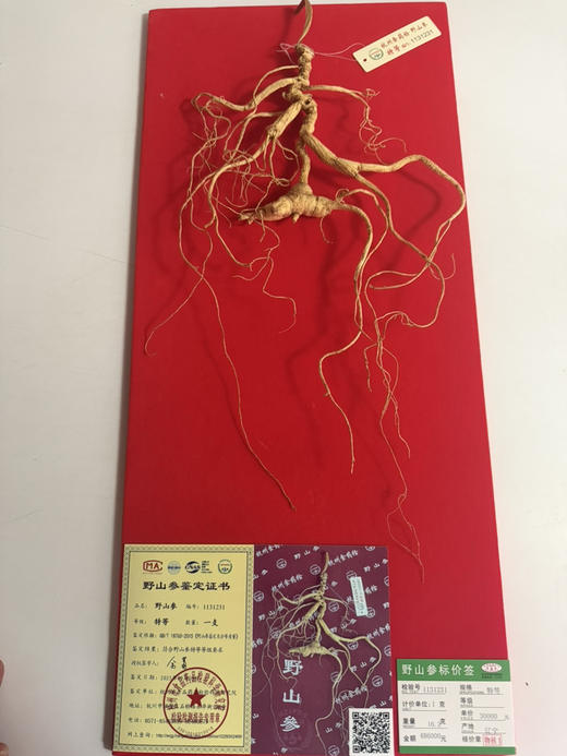 ＃山参*年年好评＃国药老字号，杭检野山参，正宗正品标价牌齐全，一支一价，对号购买 商品图3