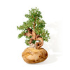 遇树生财 水晶树吉祥摆件 商品缩略图8
