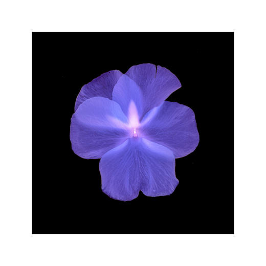 章国华丨X射线下的美丽植物 商品图10