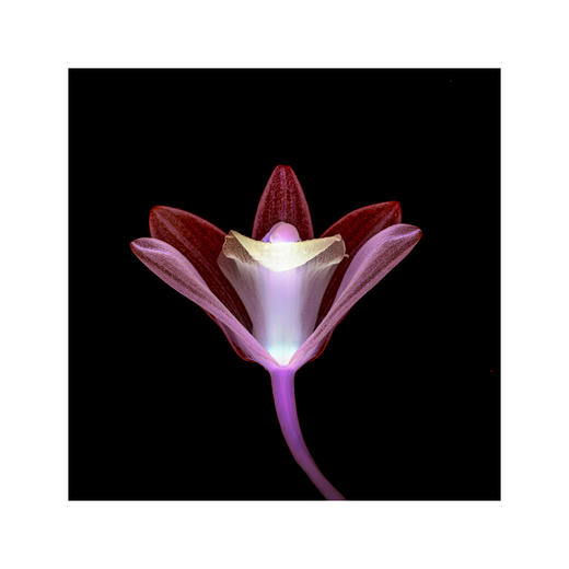 章国华丨X射线下的美丽植物 商品图14