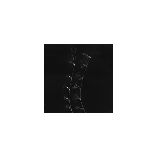 章国华丨X射线下的美丽植物 商品图8