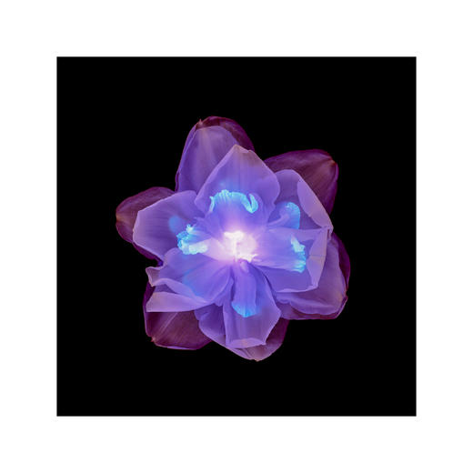 章国华丨X射线下的美丽植物 商品图13