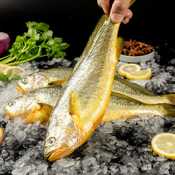 三都港 冷冻黄花鱼净重600g/2条装 宁德大黄鱼 海鱼 生鲜鱼类 海鲜水产 商品图3