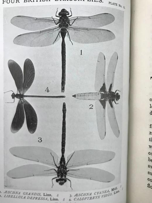 1910年 康诺尔德《自然之域拾珍》 26幅插图 真皮精装32开 商品图12