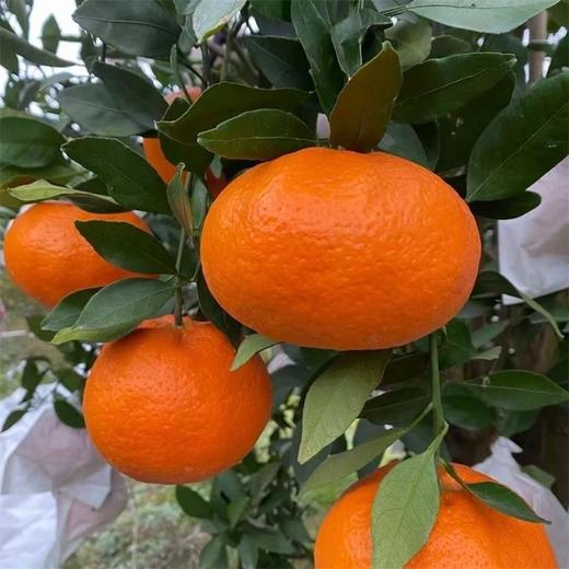 四川甘平柑橘、果肉细嫩无渣、甜润爆汁、果肉饱满、无籽超甜、高糖低酸、甜到心尖还无渣 商品图6