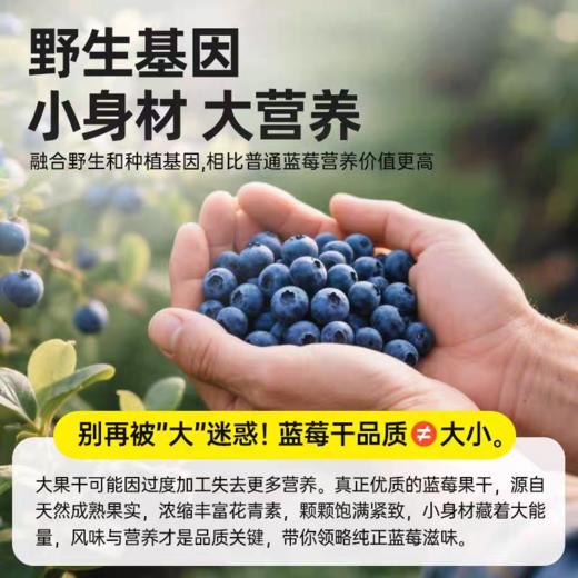 妙伯乐有机蓝莓干100g 商品图9