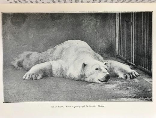 1906年 动物园生活 16幅插图 漆布精装32开 商品图5