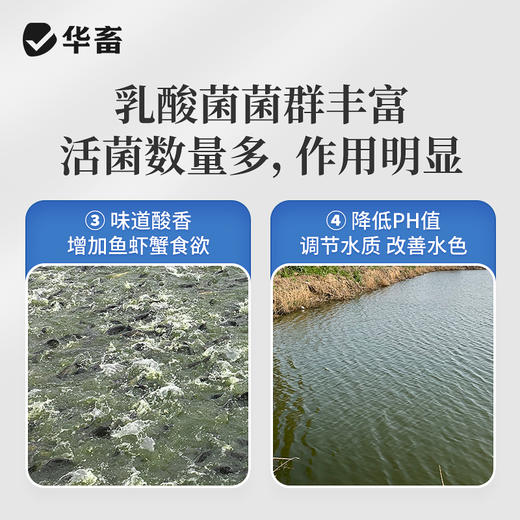 华畜浓缩乳酸菌水产养殖专用菌种鱼塘虾蟹塘鱼缸水族净水调节肠道 商品图3