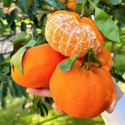 四川甘平柑橘、果肉细嫩无渣、甜润爆汁、果肉饱满、无籽超甜、高糖低酸、甜到心尖还无渣 商品图3