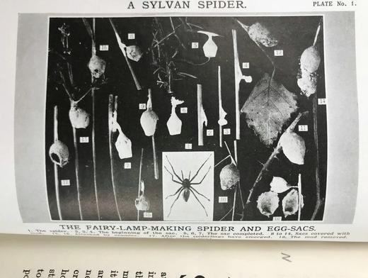 1910年 康诺尔德《自然之域拾珍》 26幅插图 真皮精装32开 商品图8