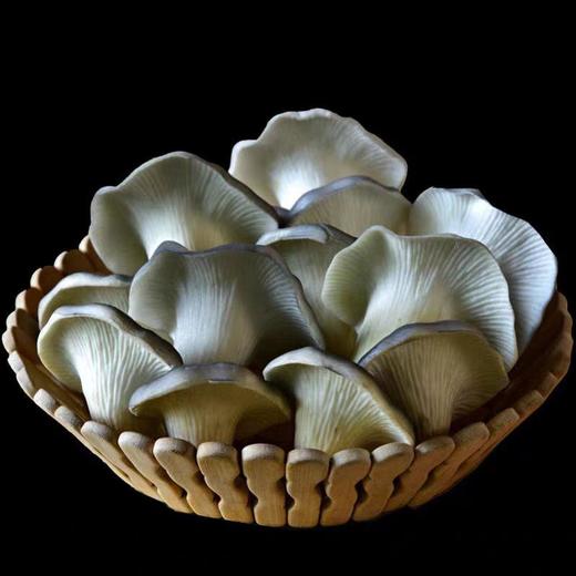 【ZCWJ】新鲜平菇蘑菇 商品图0