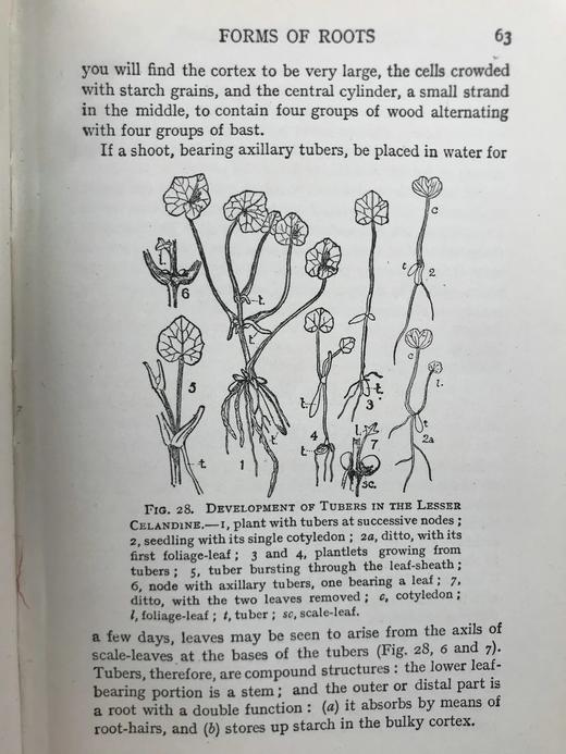 1930年 伍德黑德《植物研究》 数百幅插图 漆布精装32开 商品图11