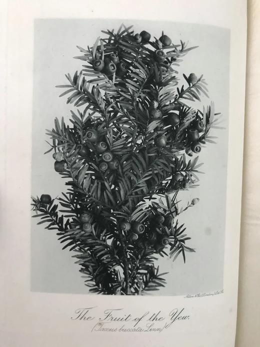 1910年 康诺尔德《自然之域拾珍》 26幅插图 真皮精装32开 商品图2