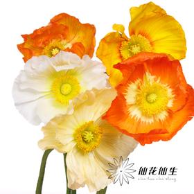 配花 | 冰岛虞美人混色