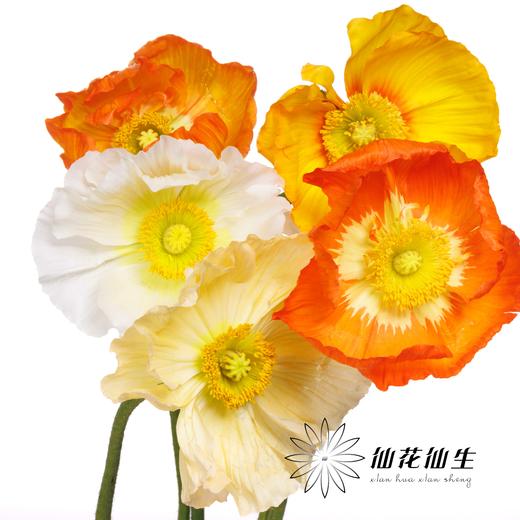 配花 | 冰岛虞美人混色 商品图0