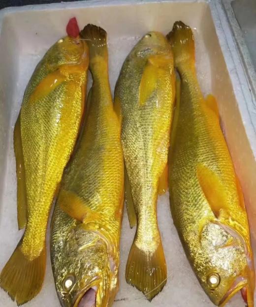 & 新鲜上岸的深海大黄花鱼‼又鲜又嫩👍🏻补脑黄金鱼！【活冻】 商品图4