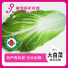 大白菜1颗 1250g 商品缩略图0