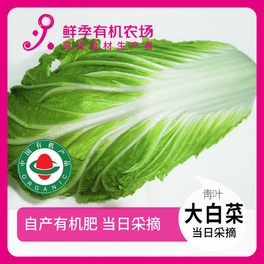 大白菜1颗 1250g 商品图0