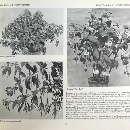 约20世纪早期 植物图鉴与名称（全2卷合订1册） 千余幅插图 精装16开 商品图11