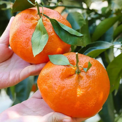 四川甘平柑橘、果肉细嫩无渣、甜润爆汁、果肉饱满、无籽超甜、高糖低酸、甜到心尖还无渣 商品图1